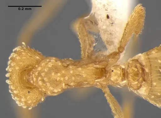 Strumigenys radix specimen ANTWEB1032316 image antweb1032316_2