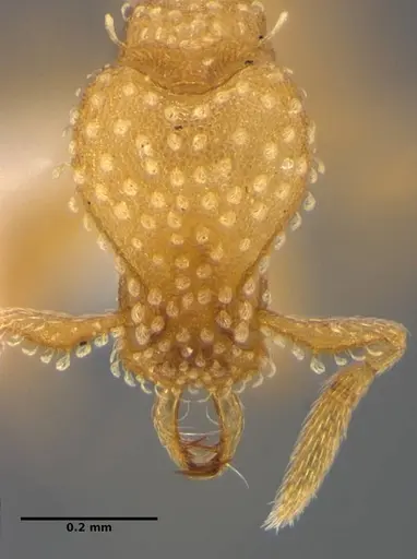 Strumigenys radix specimen ANTWEB1032316 image antweb1032316_3