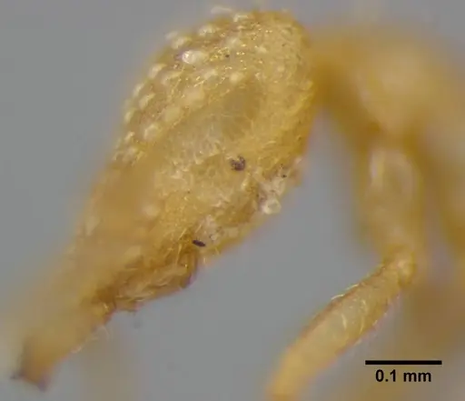 Strumigenys radix specimen ANTWEB1032316 image antweb1032316_4