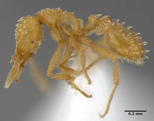 Strumigenys radix specimen ANTWEB1032316 image antweb1032316_5