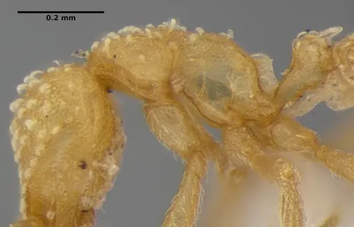 Strumigenys radix specimen ANTWEB1032316 image antweb1032316_6