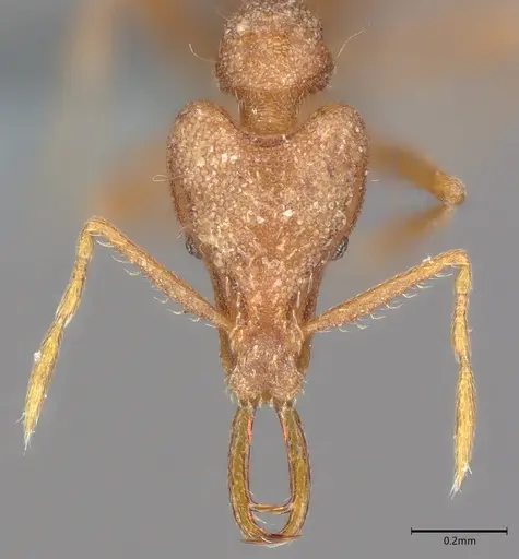 Strumigenys rallarhina specimen CASENT0728920 image casent0728920_1