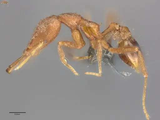 Strumigenys rallarhina specimen CASENT0728920 image casent0728920_2