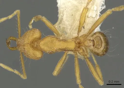 Strumigenys rallarhina specimen CASENT0900839 image casent0900839_1