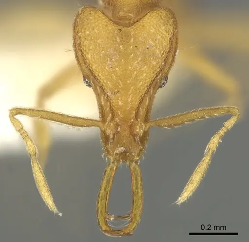 Strumigenys rallarhina specimen CASENT0900839 image casent0900839_2