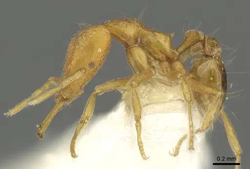 Strumigenys rallarhina specimen CASENT0900839 image casent0900839_3