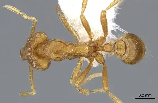 Strumigenys rallarhina specimen CASENT0914862 image casent0914862_1