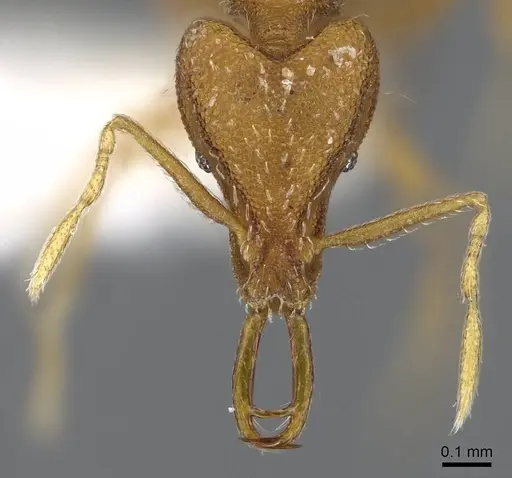 Strumigenys rallarhina specimen CASENT0914862 image casent0914862_2