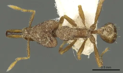 Strumigenys rantan specimen CASENT0900859 image casent0900859_1