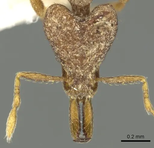 Strumigenys rantan specimen CASENT0900859 image casent0900859_2