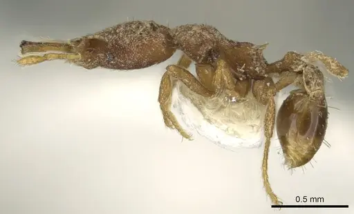 Strumigenys rantan specimen CASENT0900859 image casent0900859_3