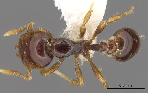 Strumigenys raptans specimen CASENT0900206 image casent0900206_1