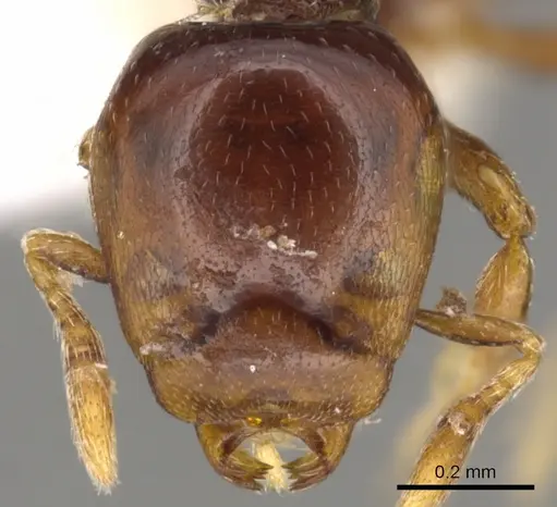 Strumigenys raptans specimen CASENT0900206 image casent0900206_2