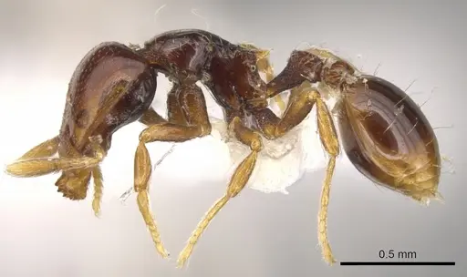 Strumigenys raptans specimen CASENT0900206 image casent0900206_3