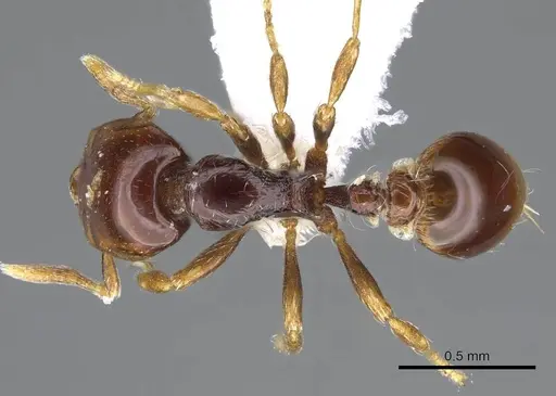Strumigenys raptans specimen CASENT0914615 image casent0914615_1