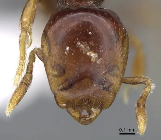 Strumigenys raptans specimen CASENT0914615 image casent0914615_2
