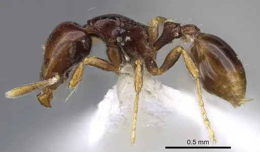 Strumigenys raptans specimen CASENT0914615 image casent0914615_3