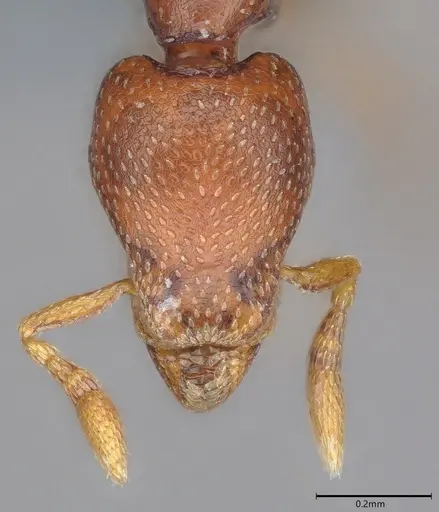 Strumigenys ravidura specimen CASENT0355675 image casent0355675_1