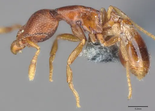 Strumigenys ravidura specimen CASENT0355675 image casent0355675_2