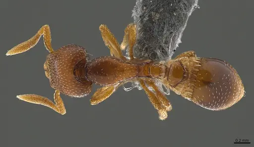 Strumigenys ravidura specimen CASENT0355677 image casent0355677_1