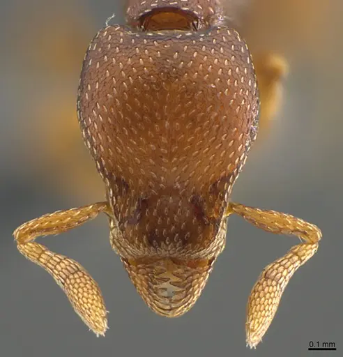 Strumigenys ravidura specimen CASENT0355677 image casent0355677_2