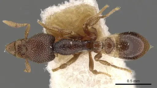 Strumigenys ravidura specimen CASENT0900054 image casent0900054_1