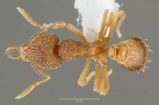 Strumigenys ravola specimen CASENT0005629 image casent0005629_1