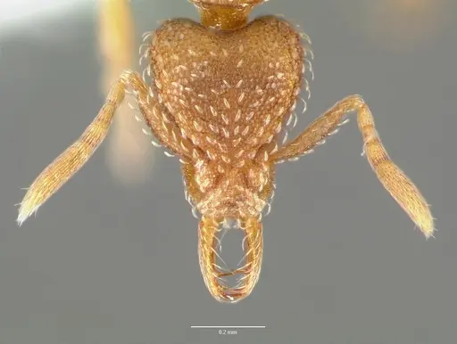 Strumigenys ravola specimen CASENT0005629 image casent0005629_2