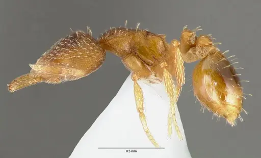 Strumigenys ravola specimen CASENT0005629 image casent0005629_3