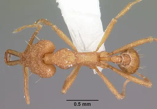 Strumigenys rayma specimen CASENT0102668 image casent0102668_1