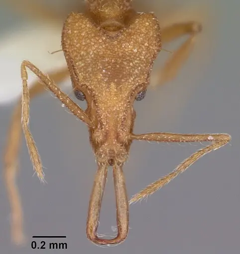 Strumigenys rayma specimen CASENT0102668 image casent0102668_2