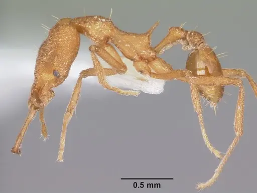 Strumigenys rayma specimen CASENT0102668 image casent0102668_3