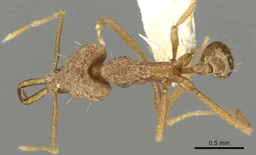 Strumigenys rayma specimen CASENT0900848 image casent0900848_1