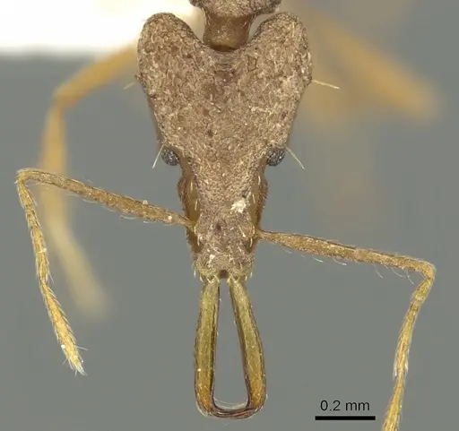 Strumigenys rayma specimen CASENT0900848 image casent0900848_2