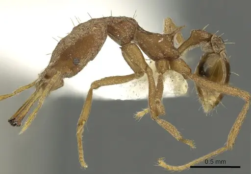 Strumigenys rayma specimen CASENT0900848 image casent0900848_3