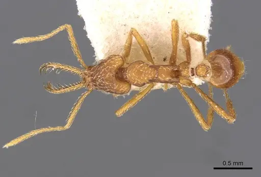 Strumigenys rehi specimen CASENT0909325 image casent0909325_1