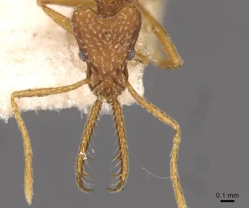 Strumigenys rehi specimen CASENT0909325 image casent0909325_2