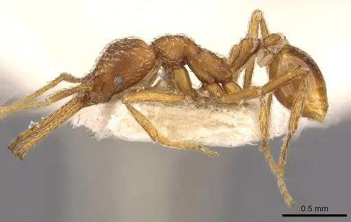 Strumigenys rehi specimen CASENT0909325 image casent0909325_3