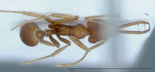 Strumigenys rehi specimen FOCOL0039 image focol0039_1