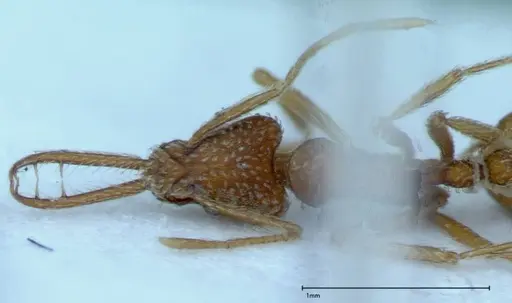 Strumigenys rehi specimen FOCOL0039 image focol0039_2