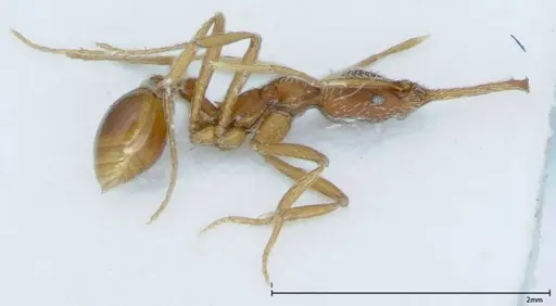 Strumigenys rehi specimen FOCOL0039 image focol0039_3