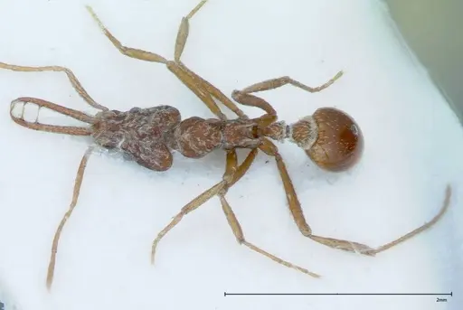 Strumigenys rehi specimen FOCOL0040 image focol0040_1