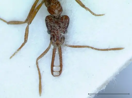 Strumigenys rehi specimen FOCOL0040 image focol0040_2
