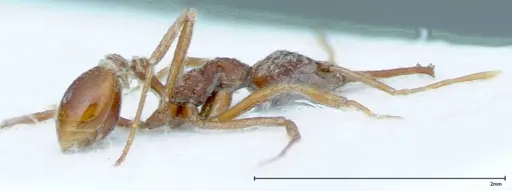 Strumigenys rehi specimen FOCOL0040 image focol0040_3