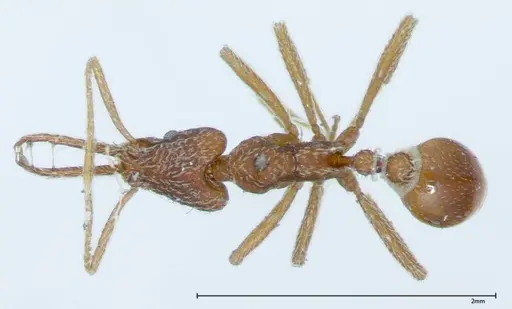 Strumigenys rehi specimen FOCOL0041 image focol0041_1