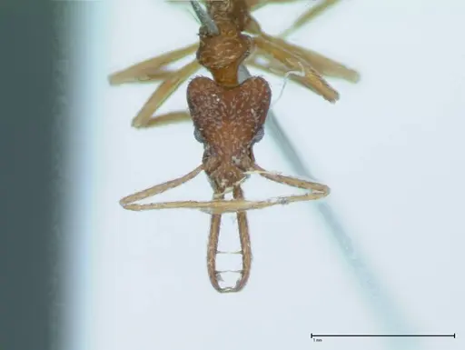 Strumigenys rehi specimen FOCOL0041 image focol0041_2