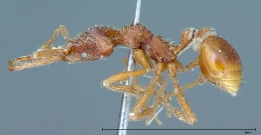 Strumigenys rehi specimen FOCOL0041 image focol0041_3