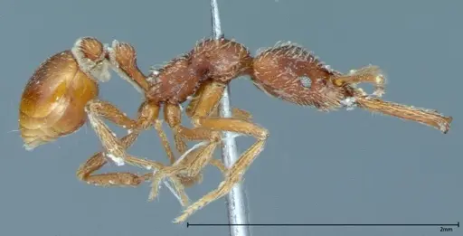 Strumigenys rehi specimen FOCOL0041 image focol0041_4