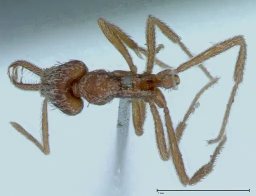 Strumigenys rehi specimen FOCOL0042 image focol0042_1