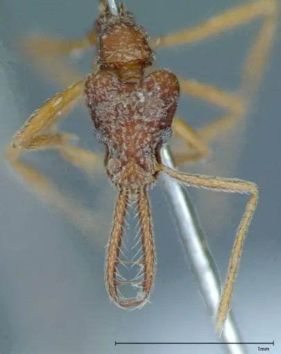 Strumigenys rehi specimen FOCOL0042 image focol0042_2